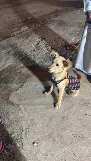 كلب لابرادور مهجن مع جولدن مع جواز و حبوب الديدان 14 حبه مع ادوات تنضيف و ملابس و شامبو و سلاس و حبل
