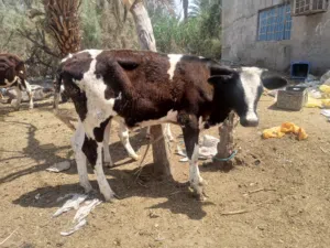 عجول البيع اسعار مناسبه