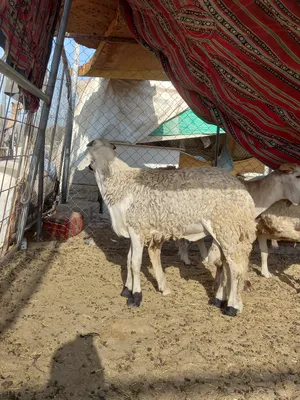 Goats3