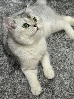 للبيع قطه خاليه من الامراض بصحه جيده