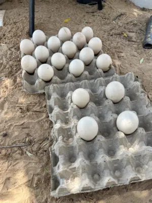 بيض طاوس مخصب وجديد للبيع،،