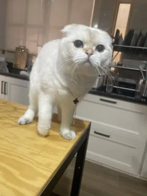 للتبرع مدينه العين
