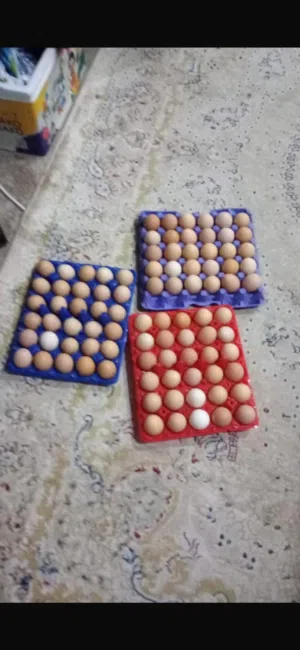 بيض عضوي حجم ممتاز تجميع يومي للبيع