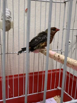 Beautiful zebra bird