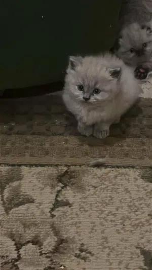 Scottish straight female kitten