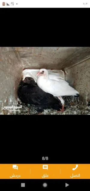 زغاليل طازجه مذبوبحه منظفه جاهزه للطبخ