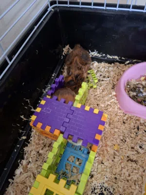 Guinea pig - pair