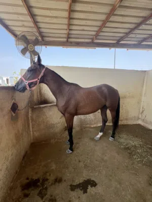 فرس انجليزية للبيع