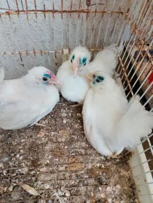 للبيع فلاليس كيني ابيض ربي يبارك