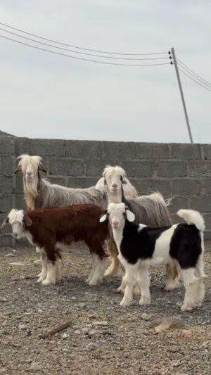 غنم حلال رحبي اصلي نوع فريد