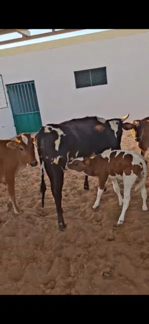1 bull and 7 cows for sale