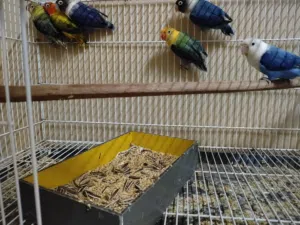 طفرات فيشر حجل بلدي