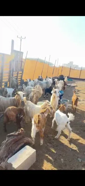 للبيع زرب اغنام فيهن الحلال الجامودي وتيس من حلال الرحوب اصل وشي هجين من البورقوت