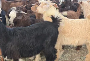 للبيع جدايا من حلال بني سعيد ومن حلال الجواميد سمان ماعليهن كلام