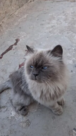 *قط هيمالايا بلو بوينت ساحرة للبيع**