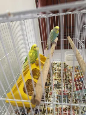 Lovebirds Budgie with cage