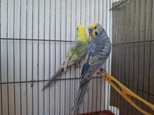 تلاته كوبيات رينبوو بالاقفاص بي 430 مع بعض حرق