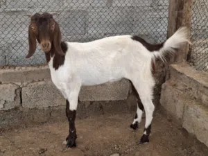صخله باكستانيه للبيع