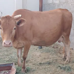 بقرة جيرسي
