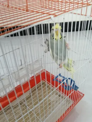 طيره هاجرمو جاهزة
