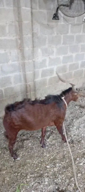 تيوس للبيع الأحمر مخصاي