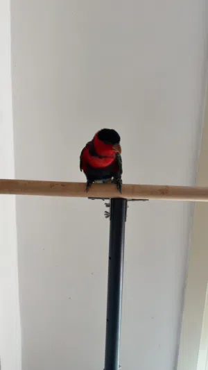 لوري بلاك كاب