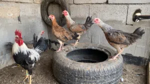 دجاج كويتي للبيع