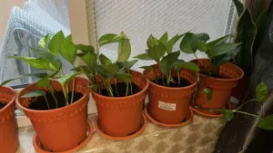 Home Indoor Money Plants