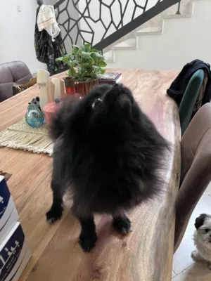Pomeranian  -  انثى بوميرانيان