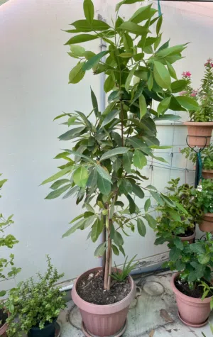شجرة الجامون/ Jamun Tree
