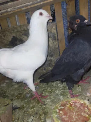 بسعر البلدي