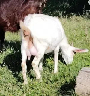 ماعز فرنساوي