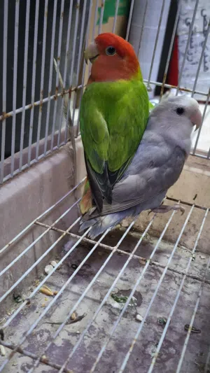 زوج طيور حب