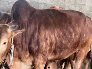 ثور للبيع عماني