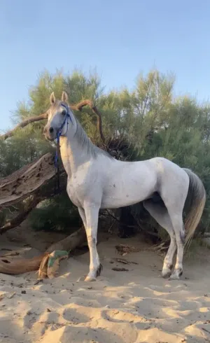 حصان فحل للبيع