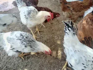 دجاج فرنسي بيور بدون تهجين