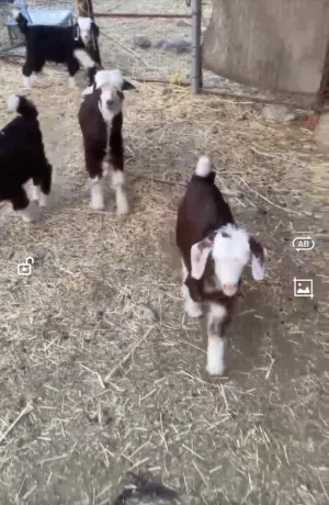 جديه للبيع