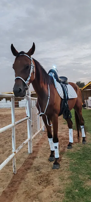 Horse riding 1000 for 12 lesson or 100 each lesson al zubair