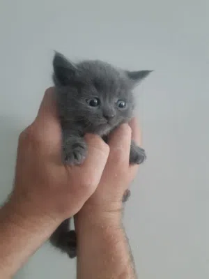 Scottish fold