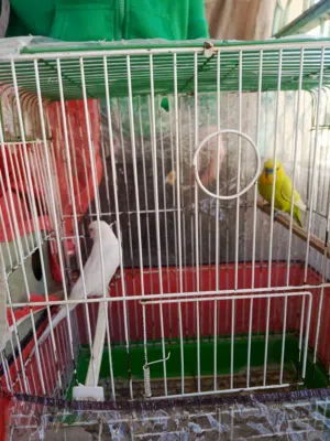 جوزين طيور حب للبيع اقراء الوصف .