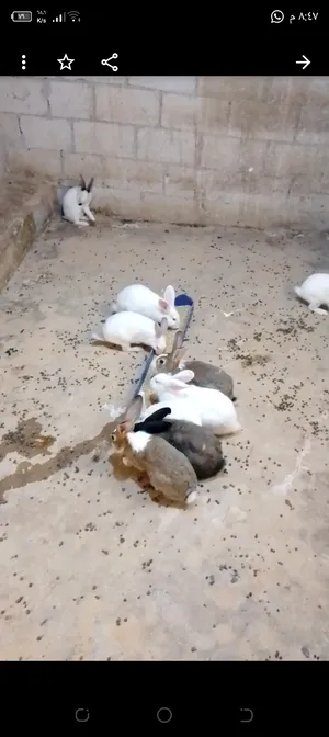 ‏أرانب‏2