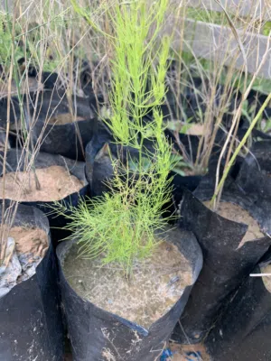 متوفر شتول نبات الهليون Asparagus عمر عامين