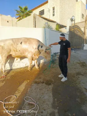 لحام متنقل ذبح أضاحي عجل بلدي خاروف جمل ناقه ماعز