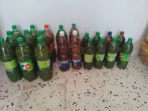 زيتون حب العام الماضي ماشاء الله