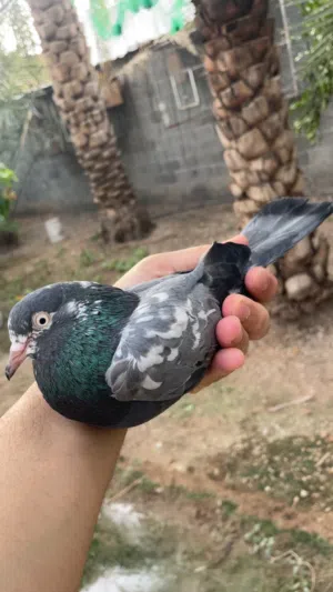 زوج تشينا منتج