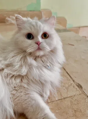 Looking for a Male Persian Cat for Mating