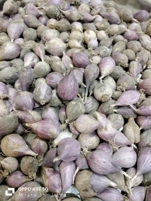 ثوم عماني ذكر