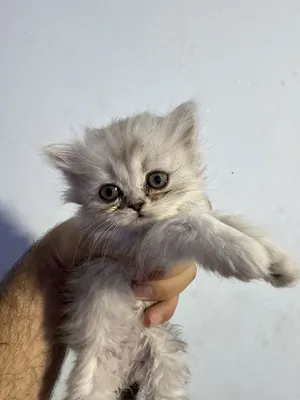 ‏أخرى‏2