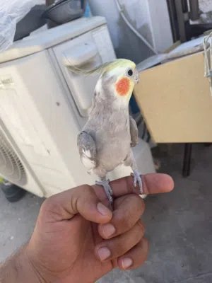 ببغاء كوكتيل للبيع
