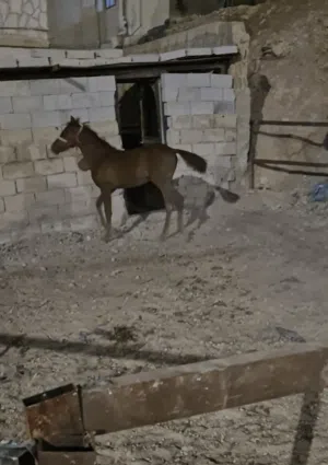 مهر بالصلاه على النبي 6 شهور ساغ سلم